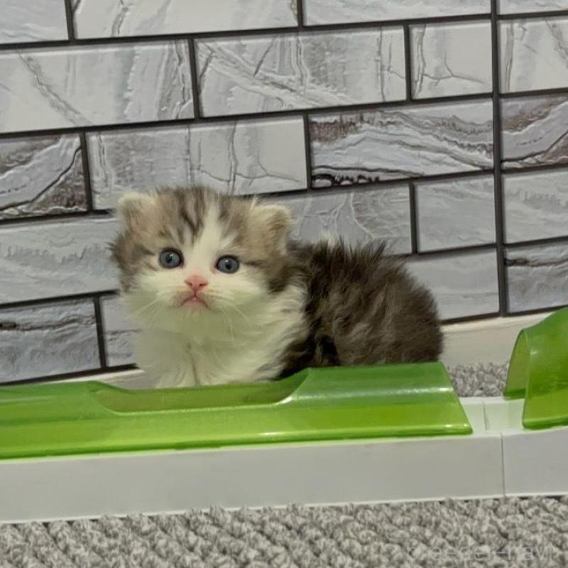 販売中の福岡県のマンチカン-135365