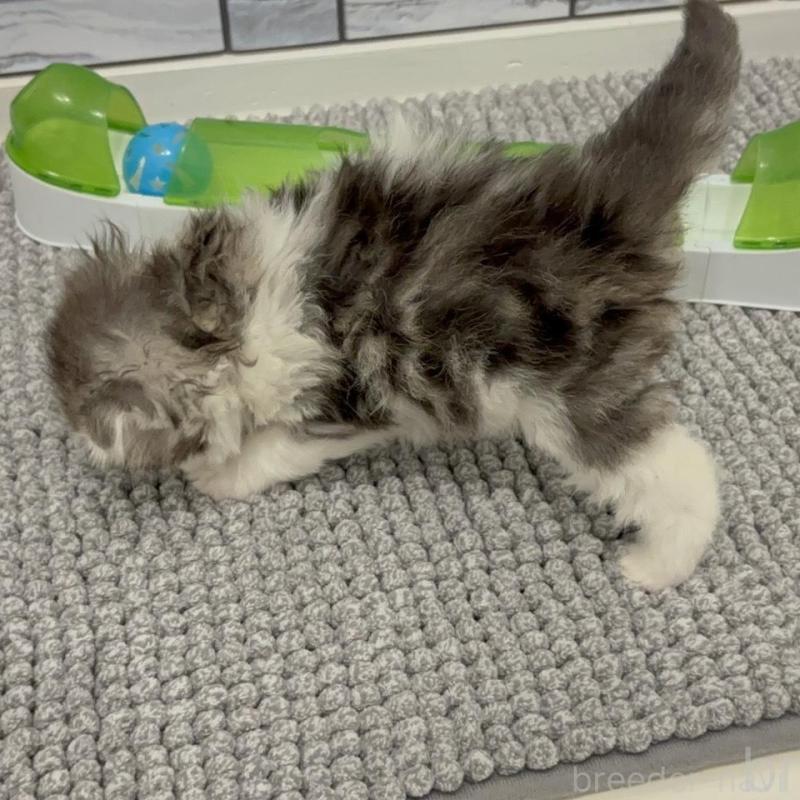 販売中の福岡県のマンチカン-135365の3枚目