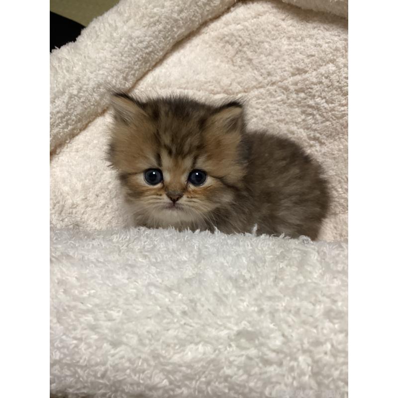 販売中の宮城県のペルシャ(チンチラ)-135366の2枚目