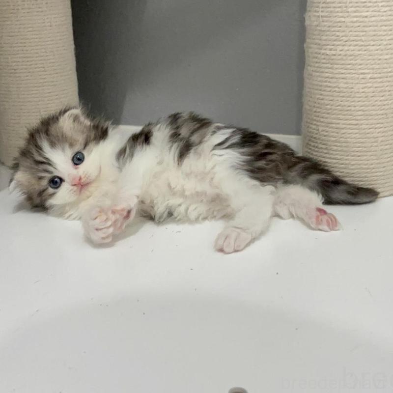 販売中の福岡県のマンチカン-135365の2枚目