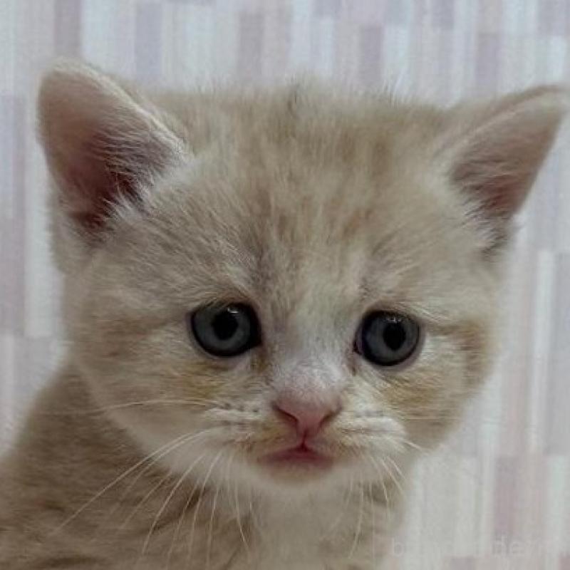 販売中の千葉県のスコティッシュフォールド(折れ耳)-135368の1枚目