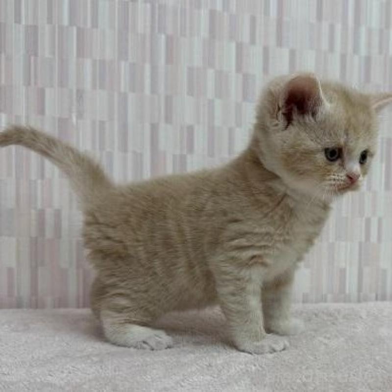 販売中の千葉県のスコティッシュフォールド(折れ耳)-135368の3枚目