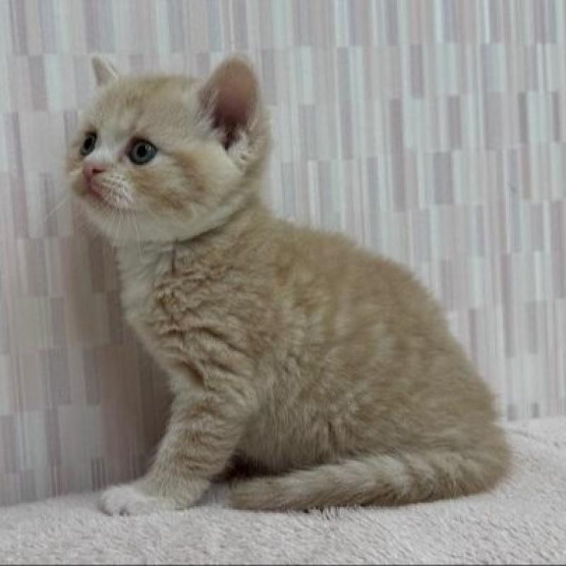 販売中の千葉県のスコティッシュフォールド(折れ耳)-135368の2枚目