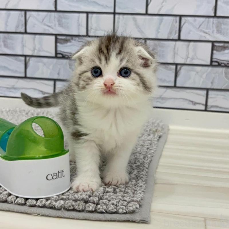 販売中の福岡県のマンチカン-135367の5枚目