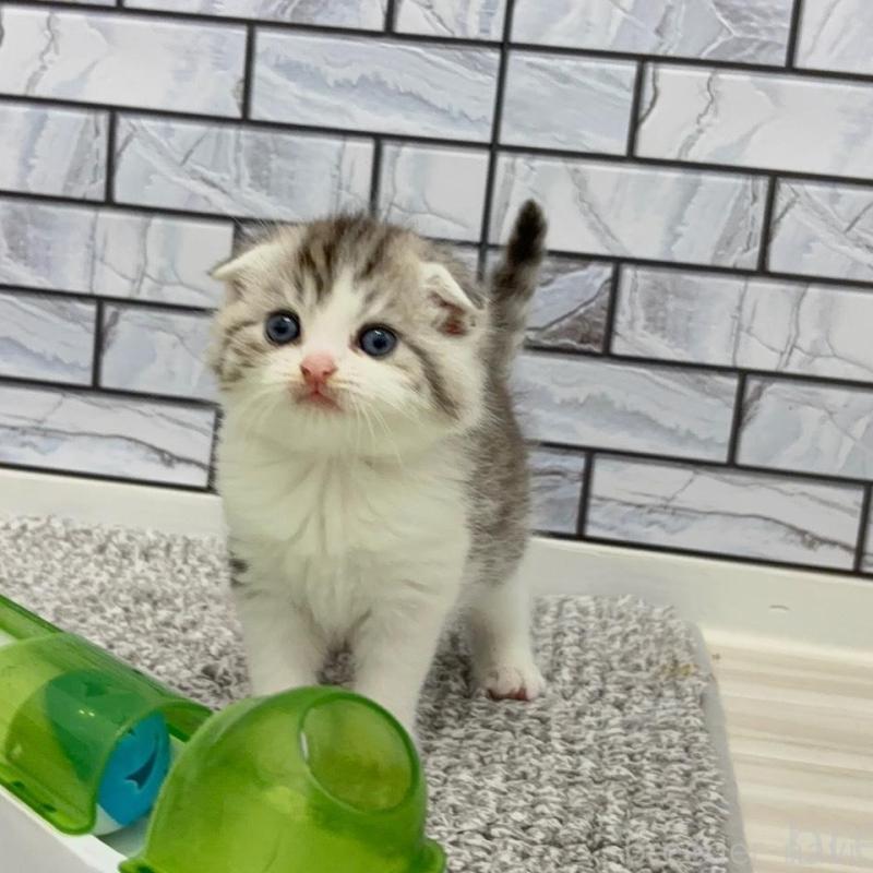 販売中の福岡県のマンチカン-135367の4枚目