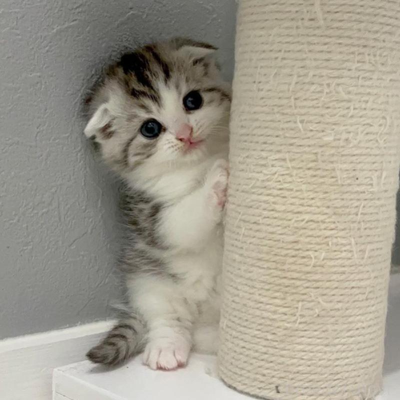 販売中の福岡県のマンチカン-135367の3枚目