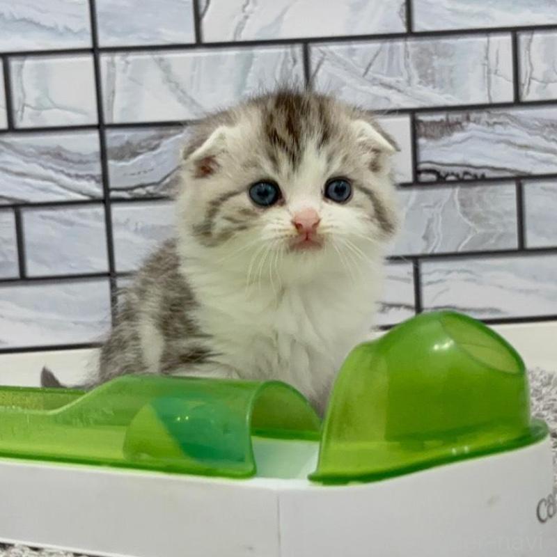 販売中の福岡県のマンチカン-135367の2枚目