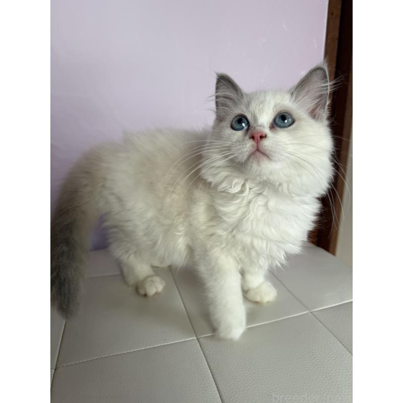 販売中の千葉県のラグドール-135369の6枚目