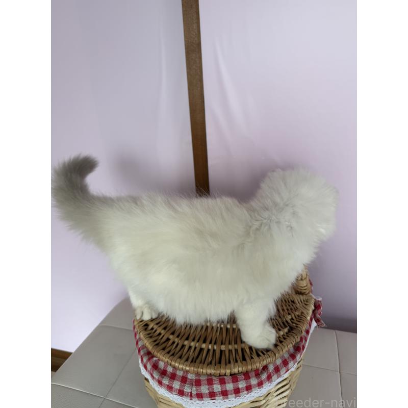 販売中の千葉県のラグドール-135369の5枚目