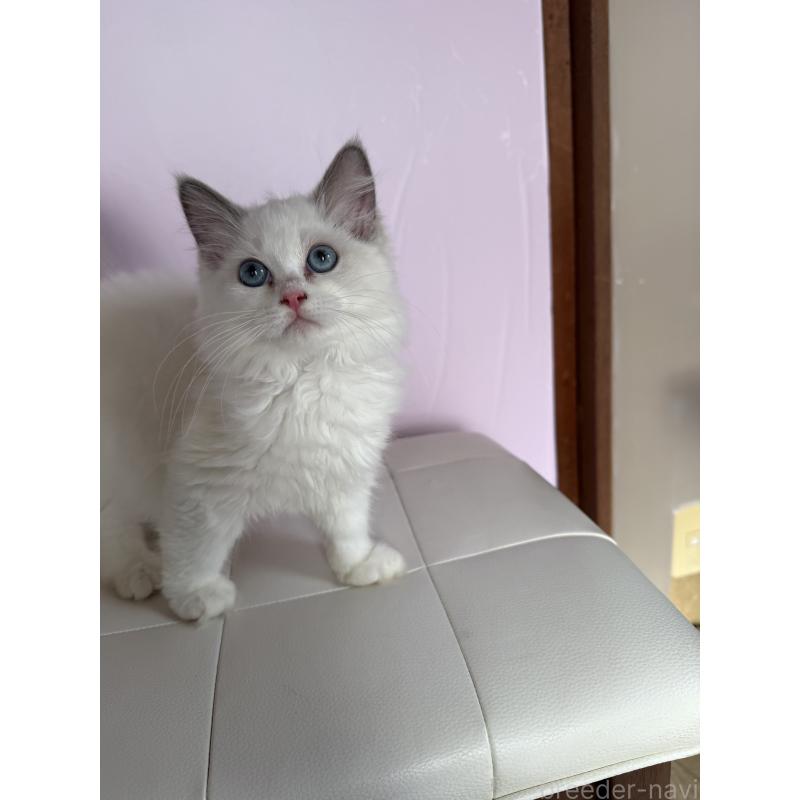 販売中の千葉県のラグドール-135369の4枚目