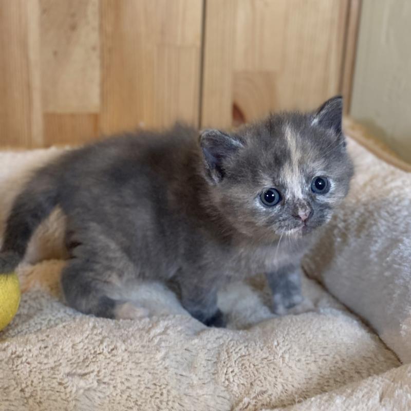 販売中の長野県のマンチカン-135370の1枚目