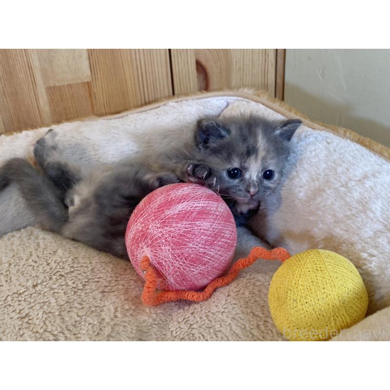 販売中の長野県のマンチカン-135370の8枚目