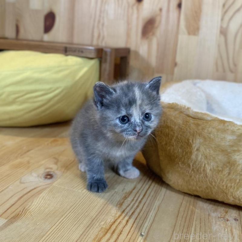 販売中の長野県のマンチカン-135370の7枚目