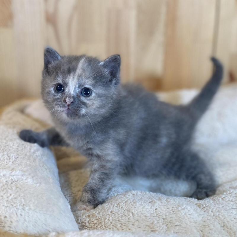 販売中の長野県のマンチカン-135370の6枚目