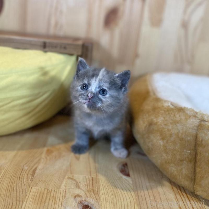 販売中の長野県のマンチカン-135370の5枚目