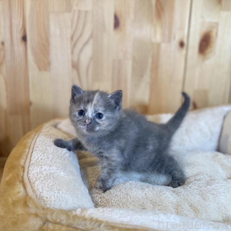 販売中の長野県のマンチカン-135370の4枚目