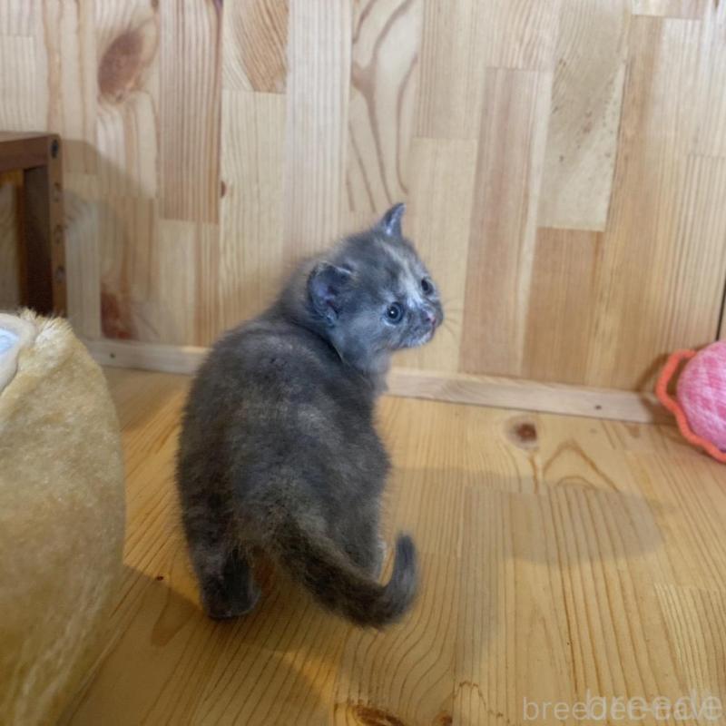 販売中の長野県のマンチカン-135370の3枚目