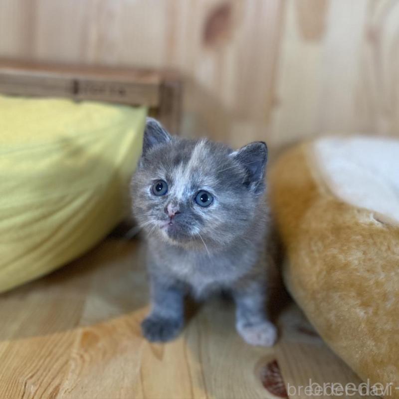 販売中の長野県のマンチカン-135370の2枚目