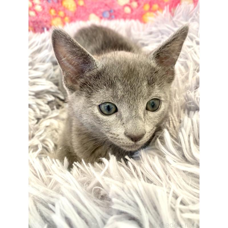 販売中の東京都のロシアンブルー-133325の17枚目