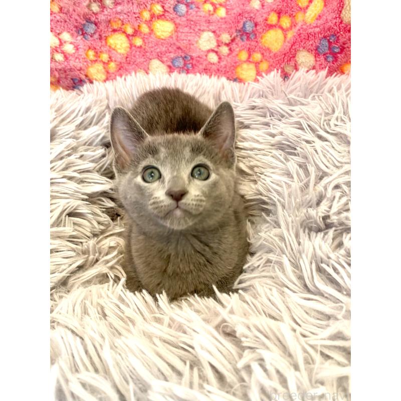 販売中の東京都のロシアンブルー-133325の16枚目