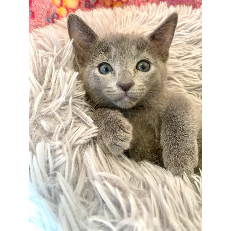 販売中の東京都のロシアンブルー-133325の15枚目