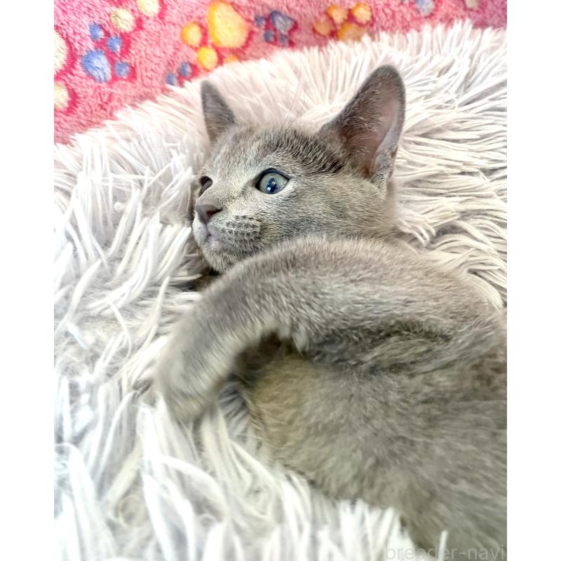 販売中の東京都のロシアンブルー-133325の14枚目