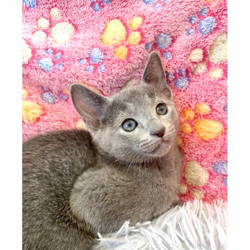 販売中の東京都のロシアンブルー-133325の13枚目