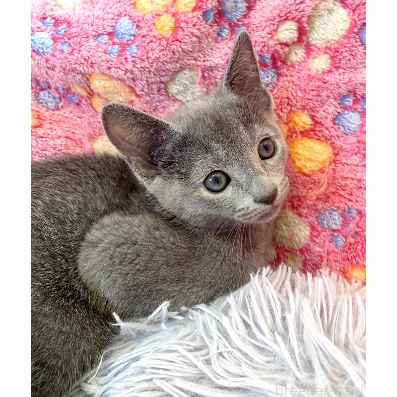 販売中の東京都のロシアンブルー-133325の12枚目