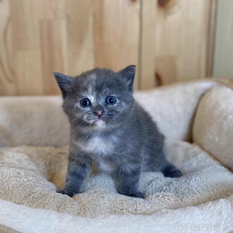 販売中の長野県のマンチカン-135371の9枚目