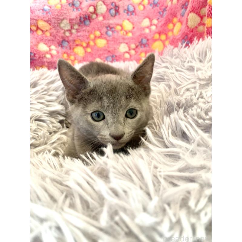 販売中の東京都のロシアンブルー-133325の11枚目