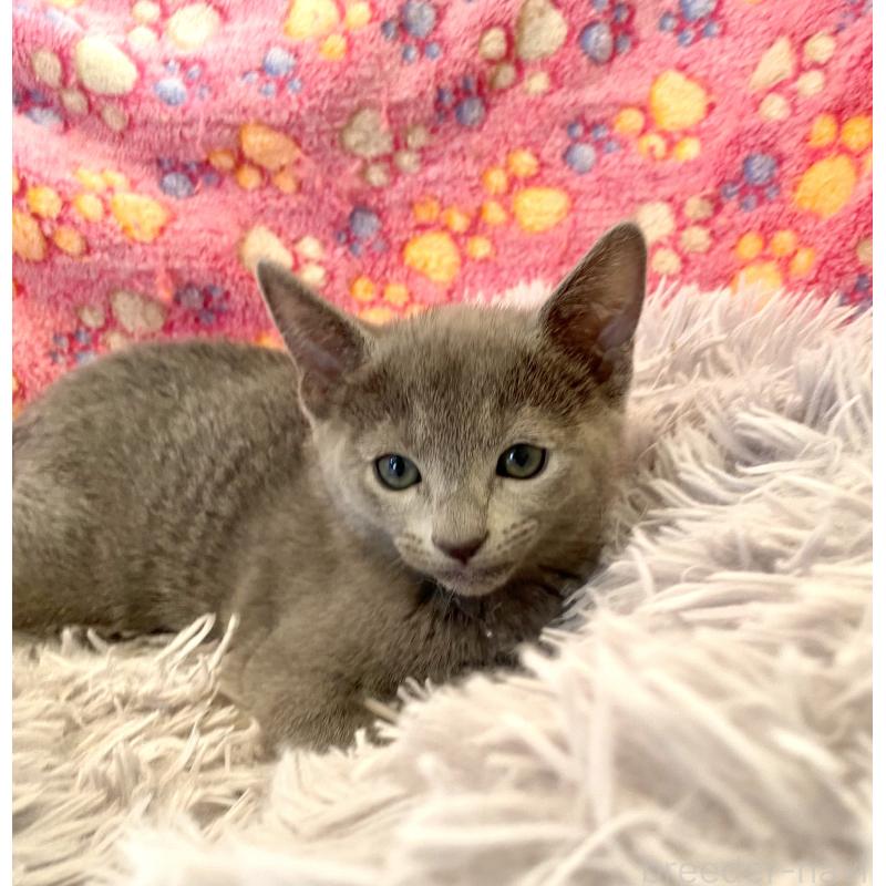 販売中の東京都のロシアンブルー-133325