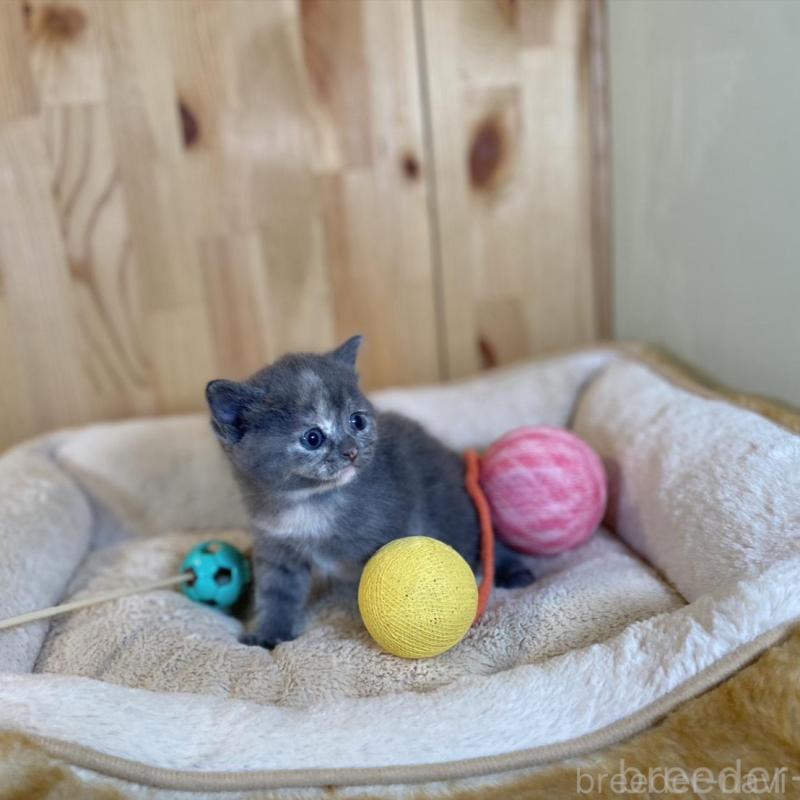 販売中の長野県のマンチカン-135371の8枚目