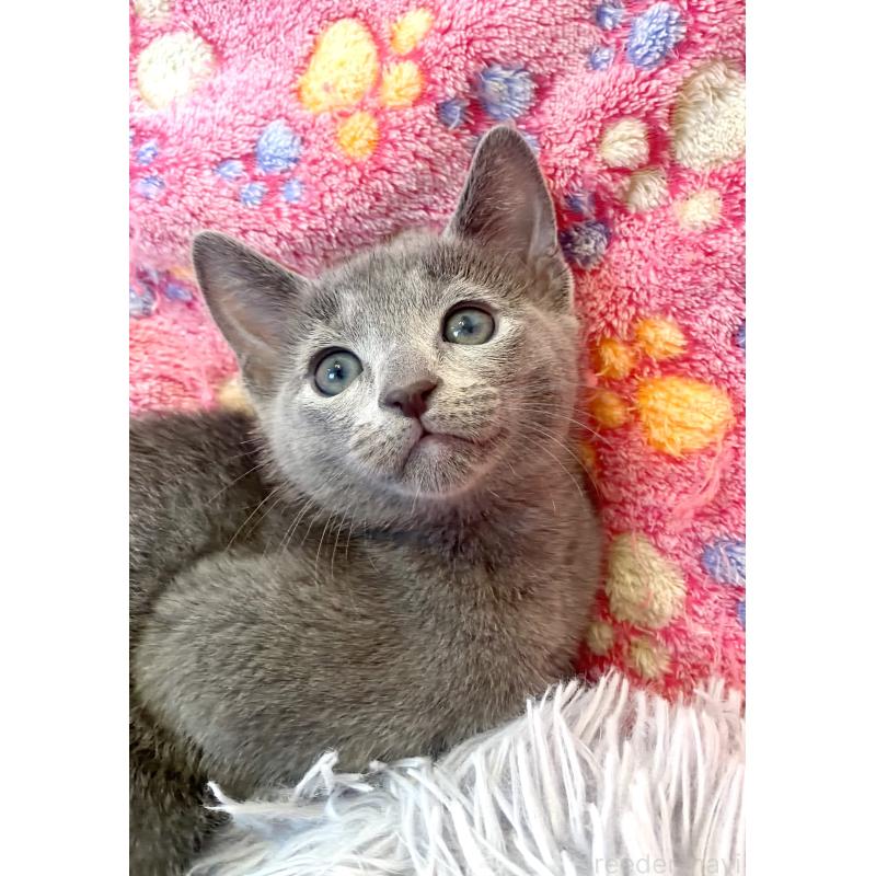 販売中の東京都のロシアンブルー-133325の9枚目