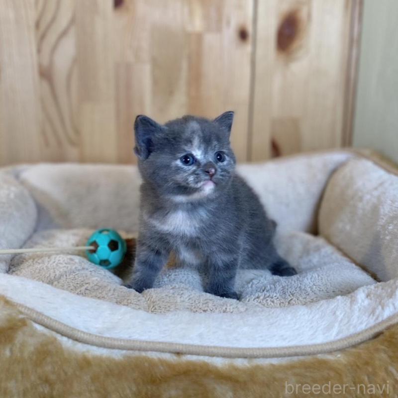 販売中の長野県のマンチカン-135371の7枚目