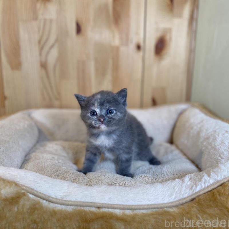 販売中の長野県のマンチカン-135371の6枚目