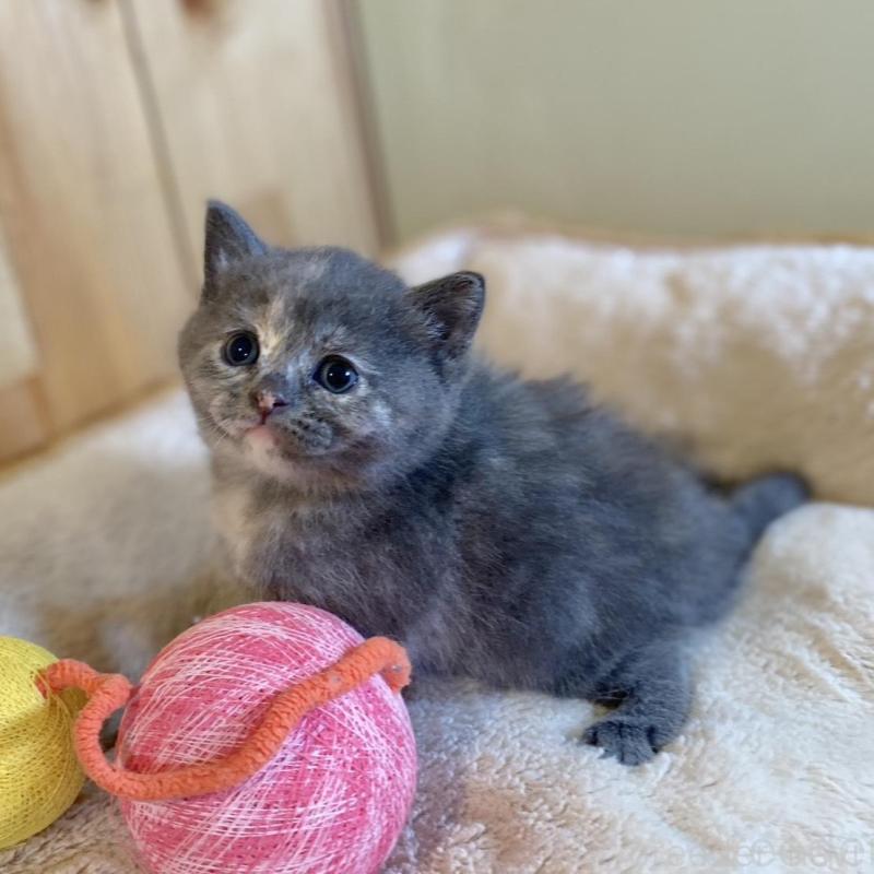 販売中の長野県のマンチカン-135371の5枚目