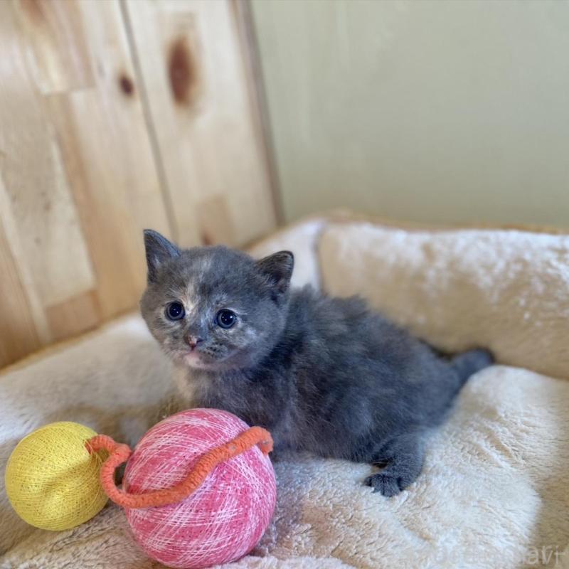 販売中の長野県のマンチカン-135371の4枚目