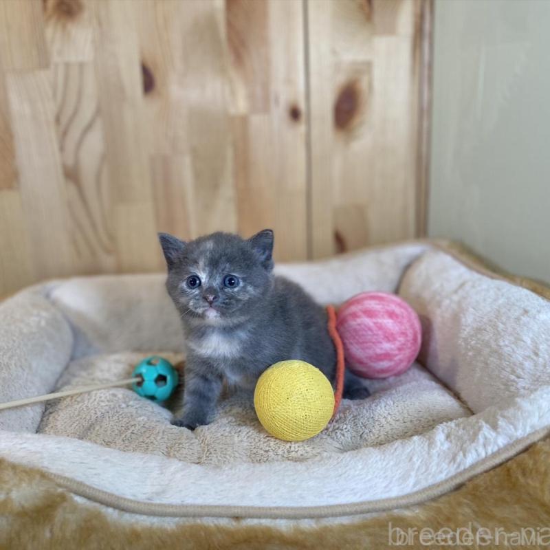 販売中の長野県のマンチカン-135371の3枚目