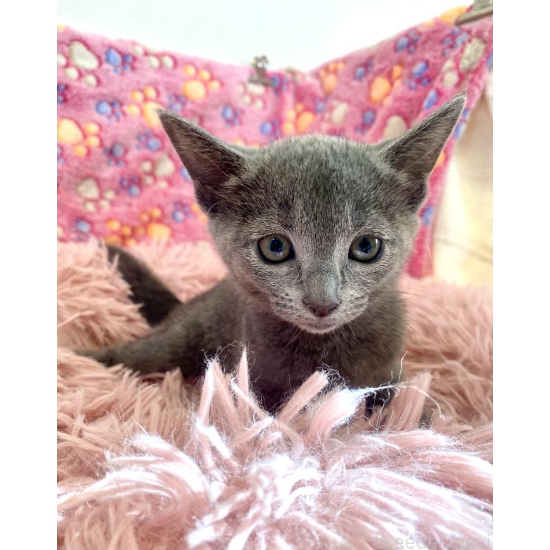 商談中の東京都のロシアンブルー-133326の27枚目