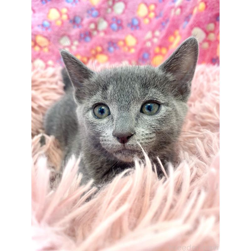 商談中の東京都のロシアンブルー-133326の26枚目