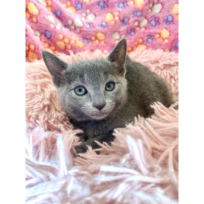 商談中の東京都のロシアンブルー-133326の25枚目