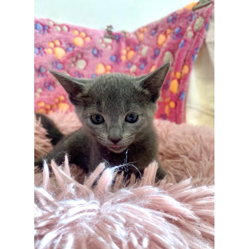 商談中の東京都のロシアンブルー-133326の24枚目