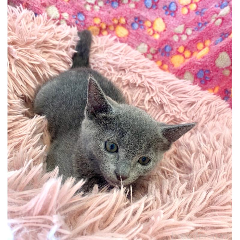 商談中の東京都のロシアンブルー-133326の23枚目