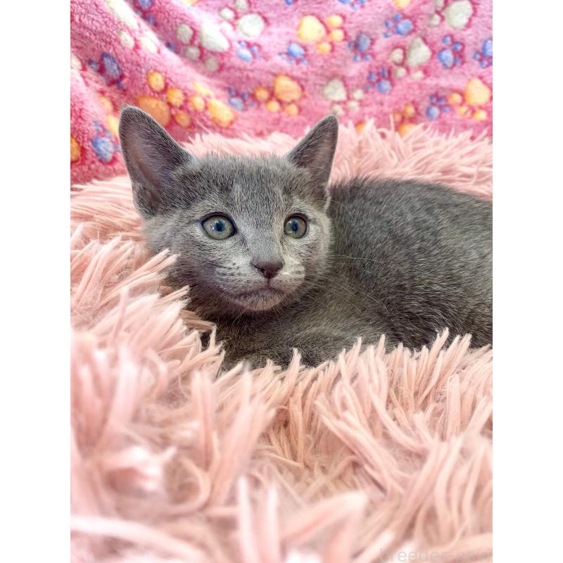 商談中の東京都のロシアンブルー-133326の22枚目