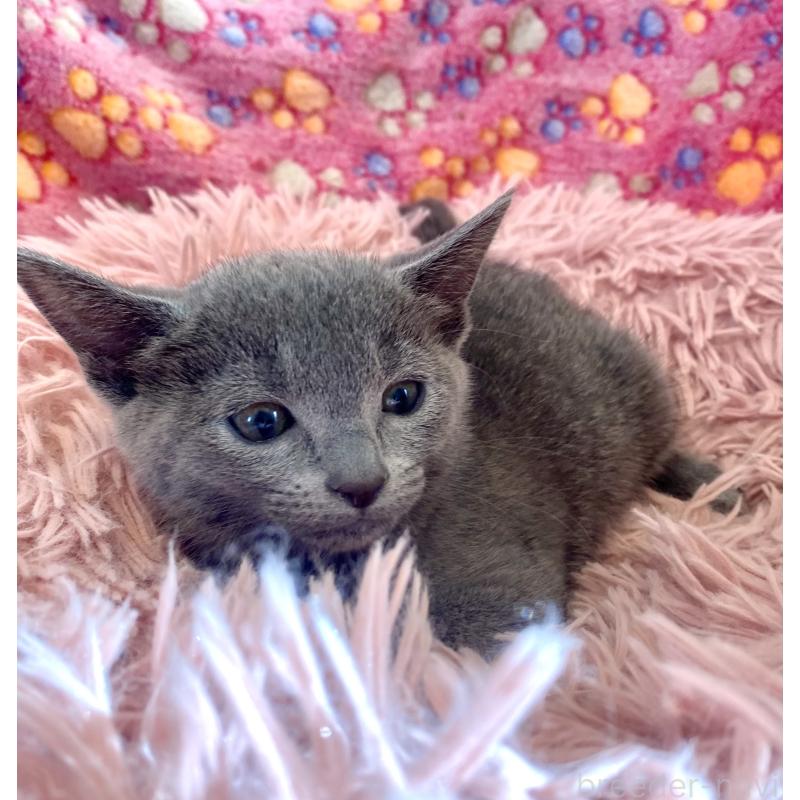 商談中の東京都のロシアンブルー-133326の21枚目