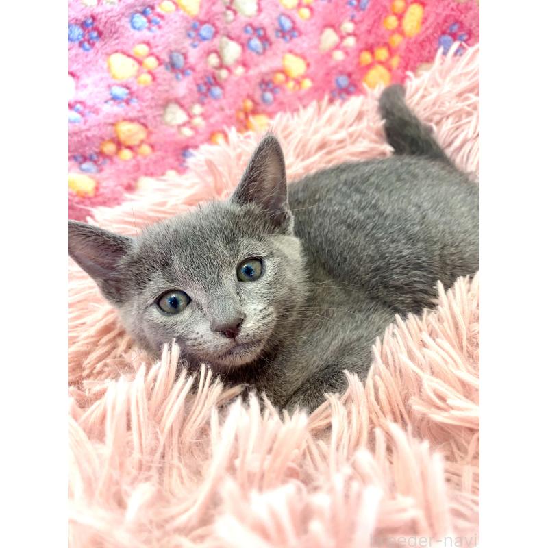 商談中の東京都のロシアンブルー-133326の19枚目