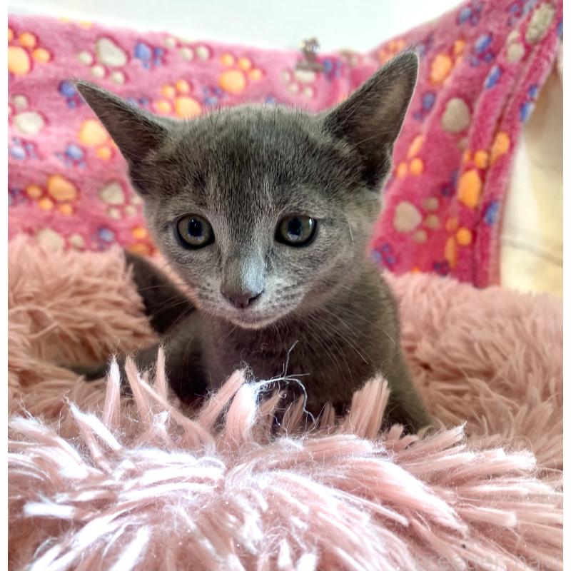 販売中の東京都のロシアンブルー-133326