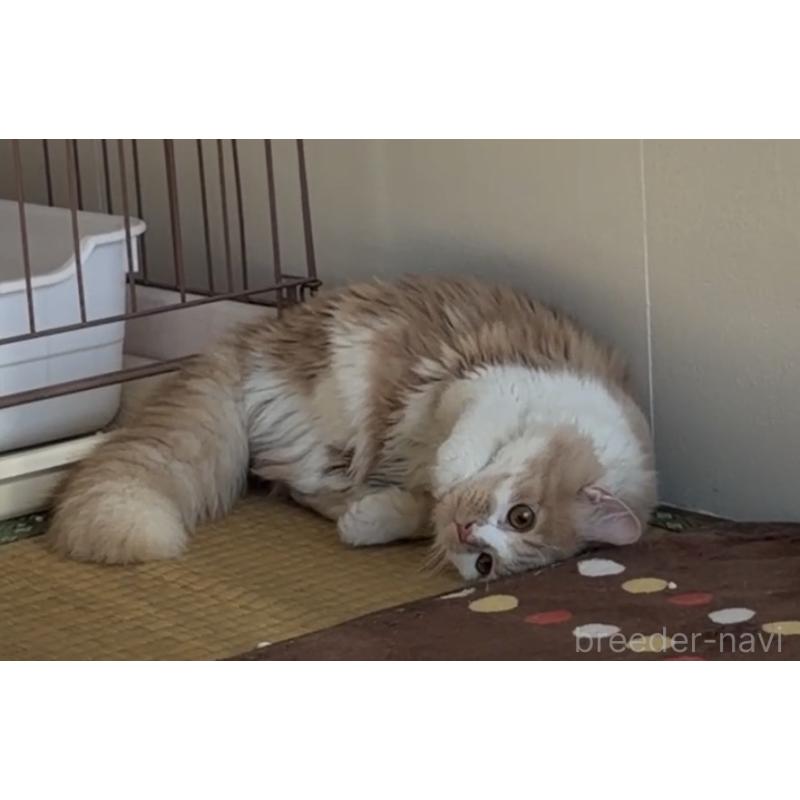 販売中の埼玉県のスコティッシュフォールド-124878