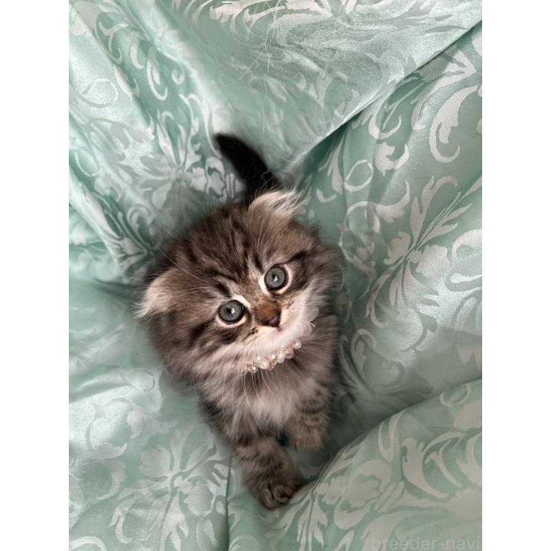 販売中の埼玉県のミヌエット-134759の4枚目