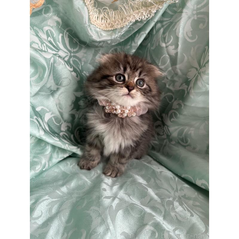 販売中の埼玉県のミヌエット-134759の3枚目